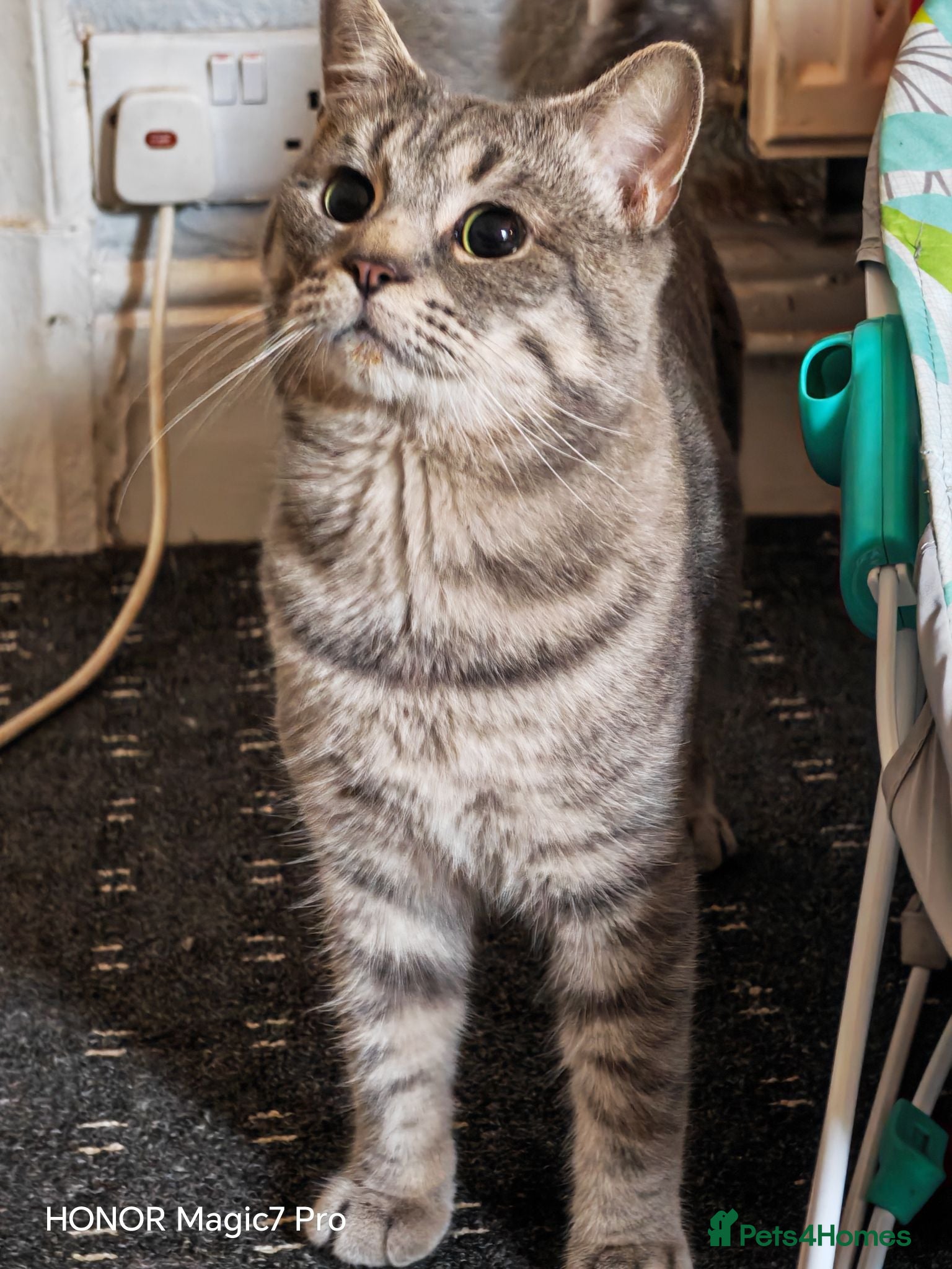 Mixed Breed cats 1 year old Milo needing a new home  - Advert 1