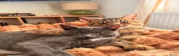 Mixed Breed cats for sale: Grey tuxedo cat mixed with tabby  in Bromley - Advert 8
