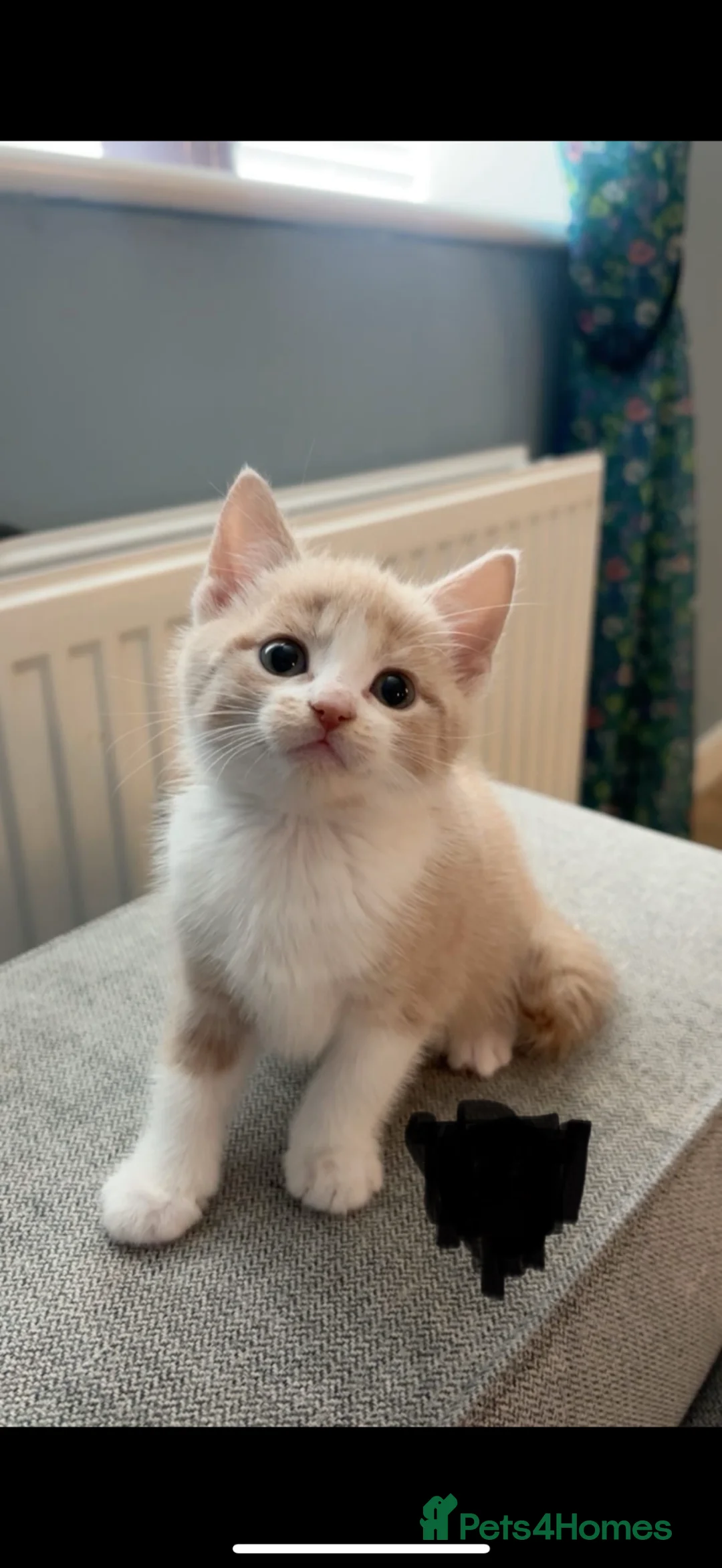 Mixed Breed cats for sale: Cream female Kitten  - Advert 1