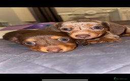 Miniature Dachshund dogs for stud: Smooth haired piebald miniature dachshund  - Image 4