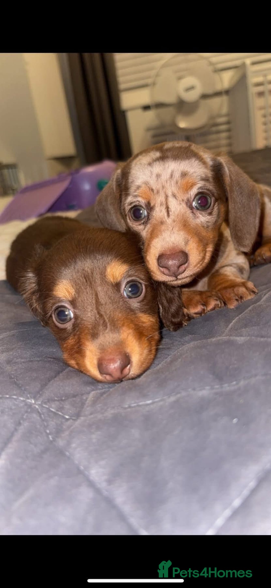 Miniature Dachshund dogs for stud: Smooth haired piebald miniature dachshund  - Image 4