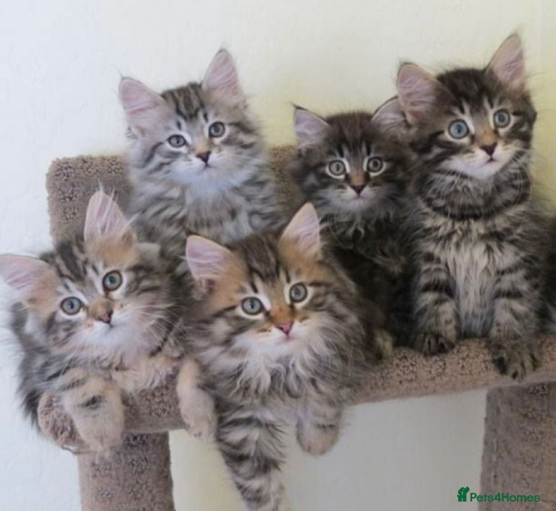 Mixed Breed cats Loving Bengal Cross Mainecoon Tabby Kittens  - Advert 18