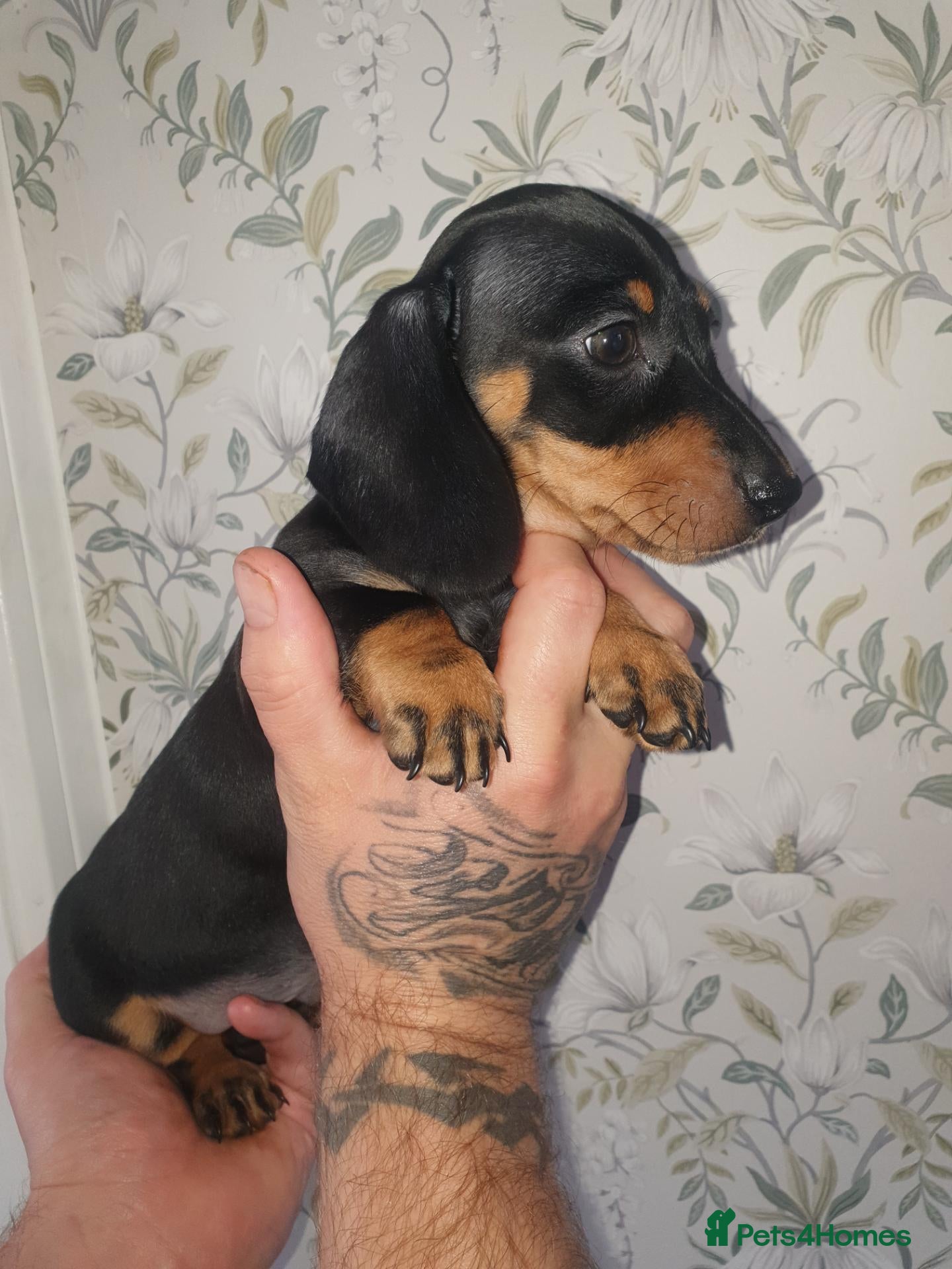 Dachshund dogs Black and tan mini smooth boy left ready now - Advert 17