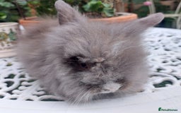 Lionhead rabbits for sale: PUREBRED DOUBLE/TEDDY LION HEAD BABIES  - Image 9