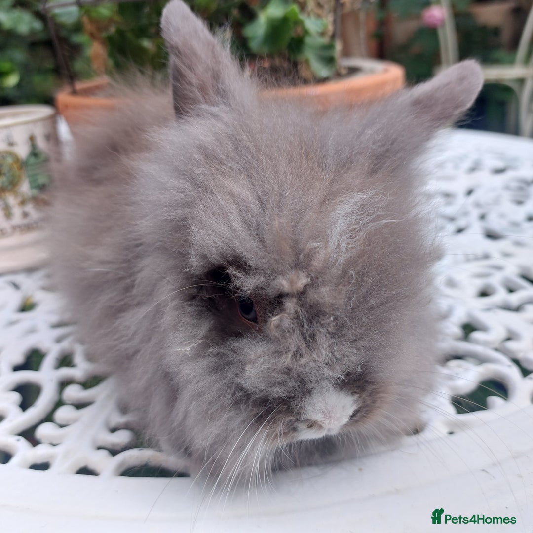 Lionhead rabbits for sale: PUREBRED DOUBLE/TEDDY LION HEAD BABIES  - Image 9
