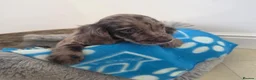 Cocker Spaniel dogs for sale: Gorgeous Working Type Cocker Spaniels - Advert 15