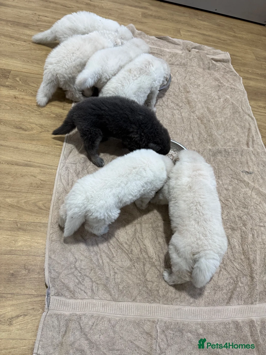 German Shepherd dogs for sale: Stunning kcreg white and blue German shepherd pups - Advert 1