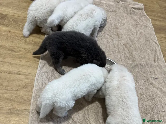 German Shepherd dogs for sale: Stunning kcreg white and blue German shepherd pups - Advert 1