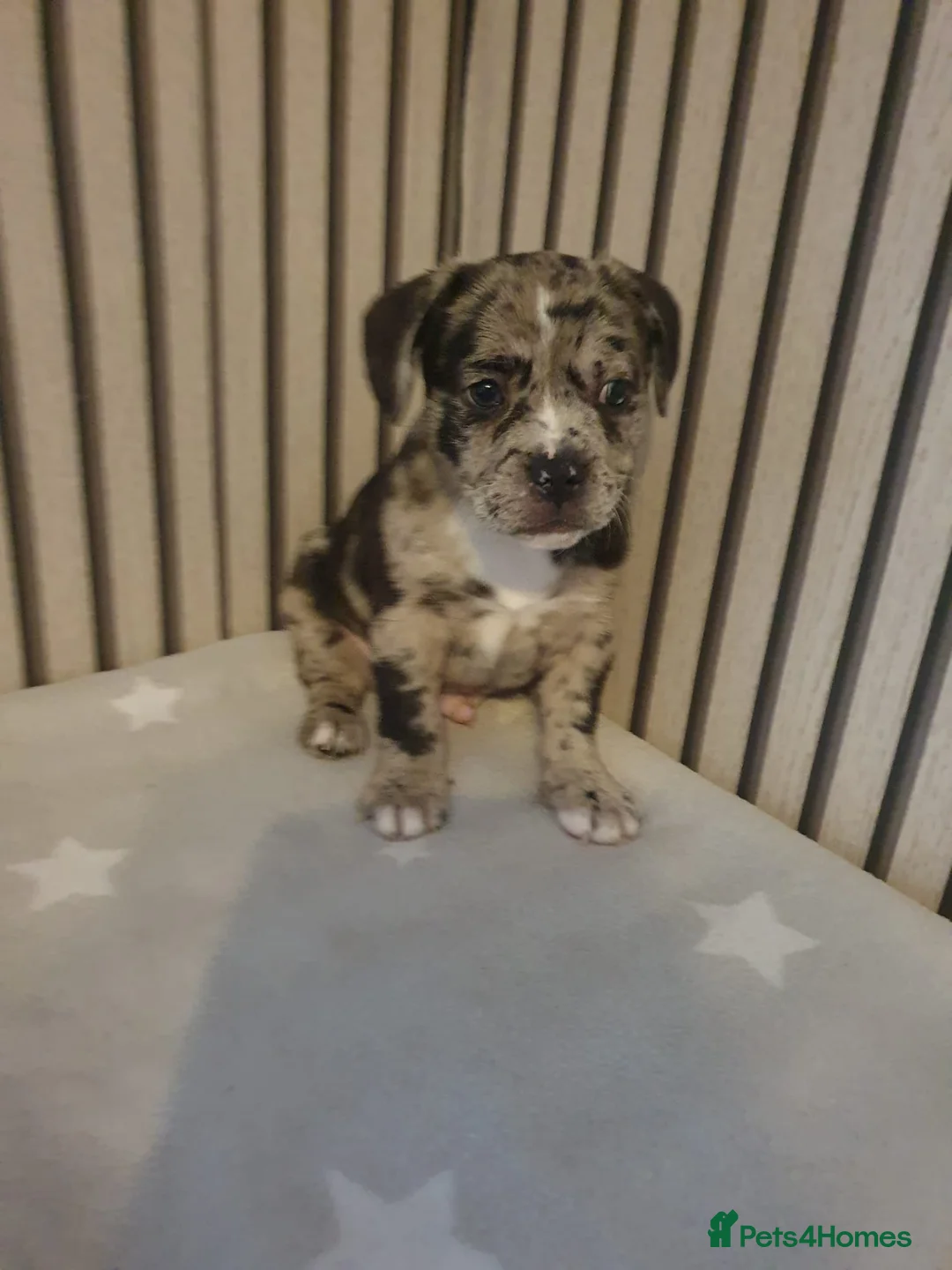 Mixed Breed dogs for sale: Frenchy cross staff puppies in Ebbw Vale - Advert 2