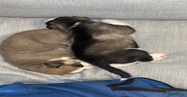 Mixed Breed dogs - Advert 8