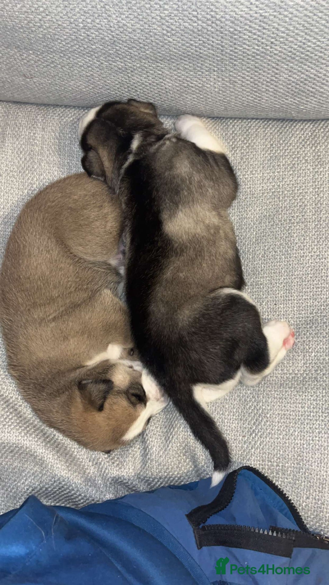 Mixed Breed dogs for sale: Husky/staffy - Image 3