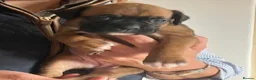Boxer dogs for sale: Homebred Boxer Puppies - Advert 2