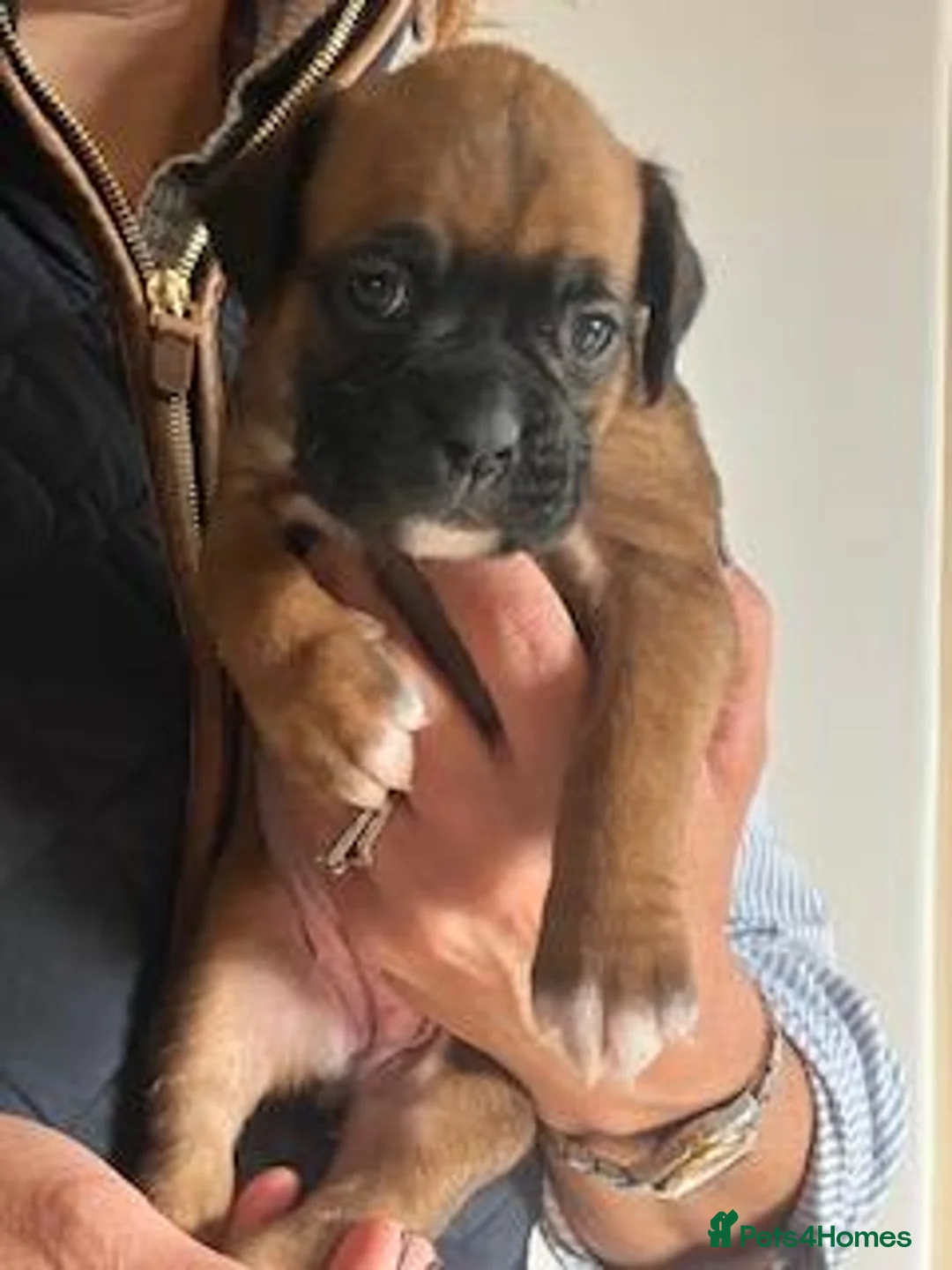 Boxer dogs for sale: Homebred Boxer Puppies - Advert 2