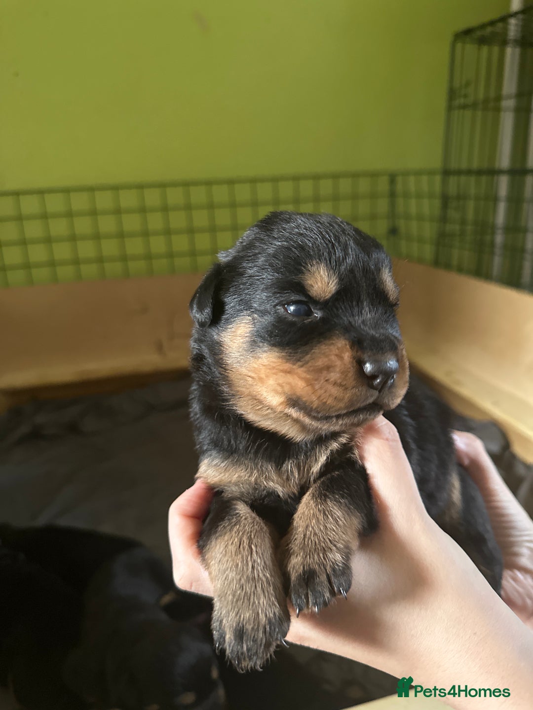Rottweiler dogs for sale: CHUNKY PUREBREAD ROTTWEILERS  - Advert 17
