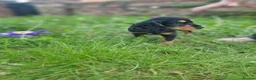 Cocker Spaniel dogs for sale: KC REGISTERED COCKER SPANIELS - Advert 2