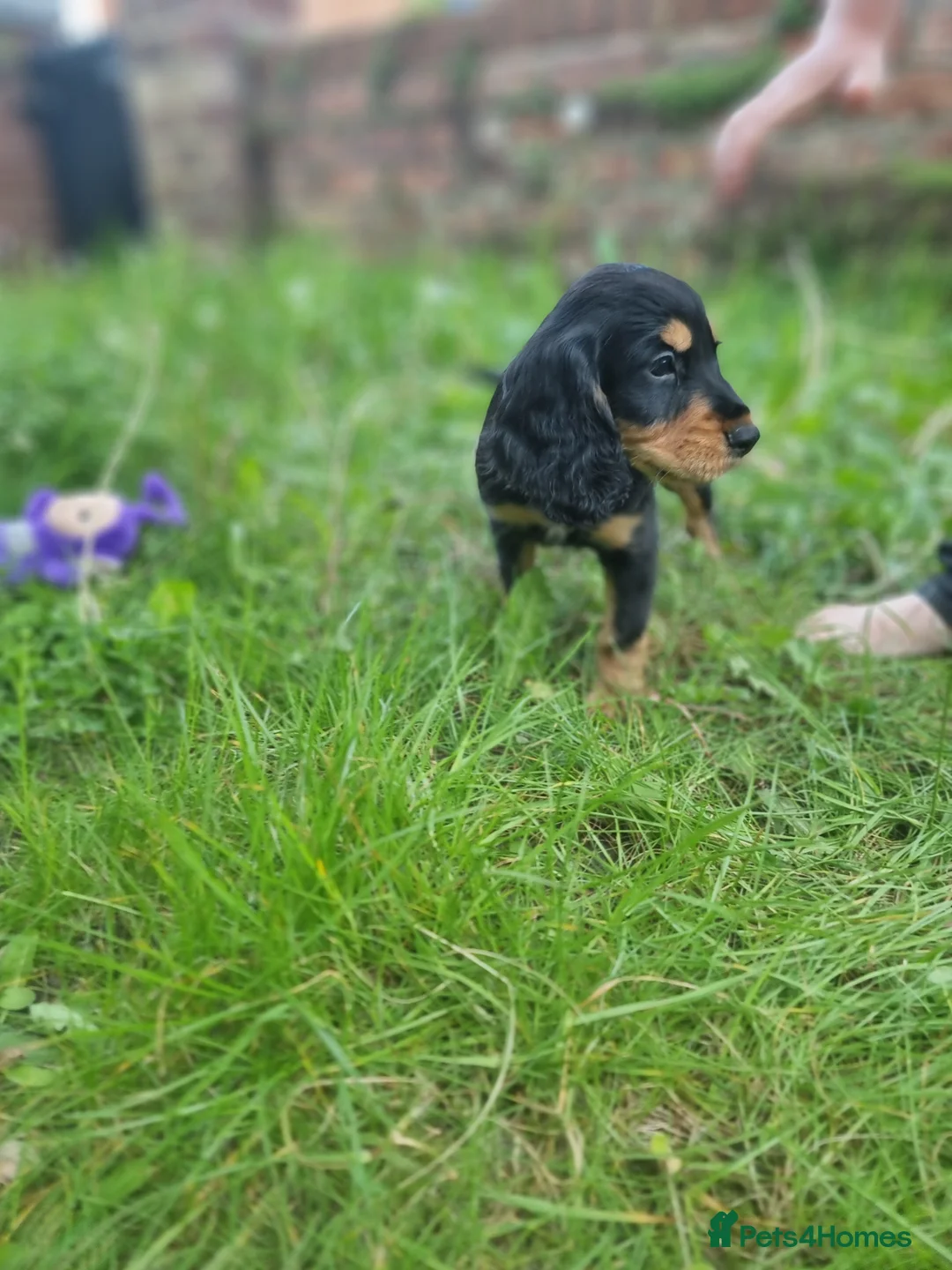 Cocker Spaniel dogs for sale: KC REGISTERED COCKER SPANIELS - Advert 2