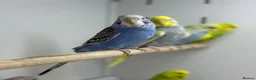 Budgerigars birds for sale: Budgies - Advert 3