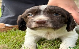 English Springer Spaniel dogs for sale: Springer spaniel puppies for sale  - Image 4