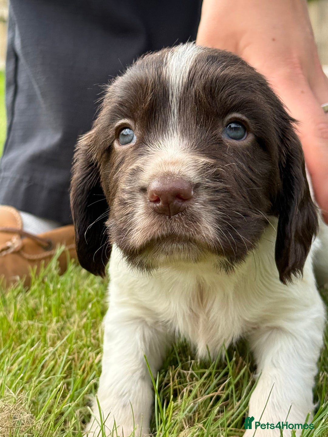 English Springer Spaniel dogs for sale: Springer spaniel puppies for sale  - Image 4
