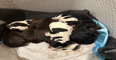 Mixed Breed dogs Sprockerdor puppies for sale  - Advert 15