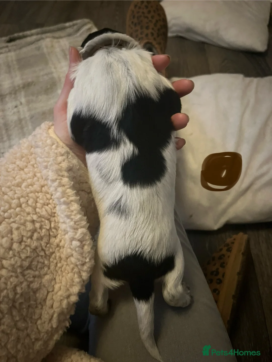 Sprocker dogs for sale: Sprocker spaniel puppies - Advert 13