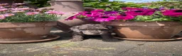 Cockapoo dogs for sale: Beautiful Litter of F1B Cockapoos🐶 - Advert 9