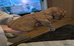 Cocker Spaniel dogs for sale: Quality Bred Show Type Cocker Spaniel Puppies - Image 9
