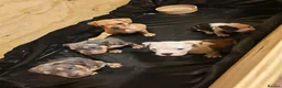 Mixed Breed dogs for sale: American bull cross old tyme  in Skegness - Advert 3