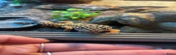 Leopard Gecko reptiles for sale: male leopard gecko in Bedlington - Advert 6