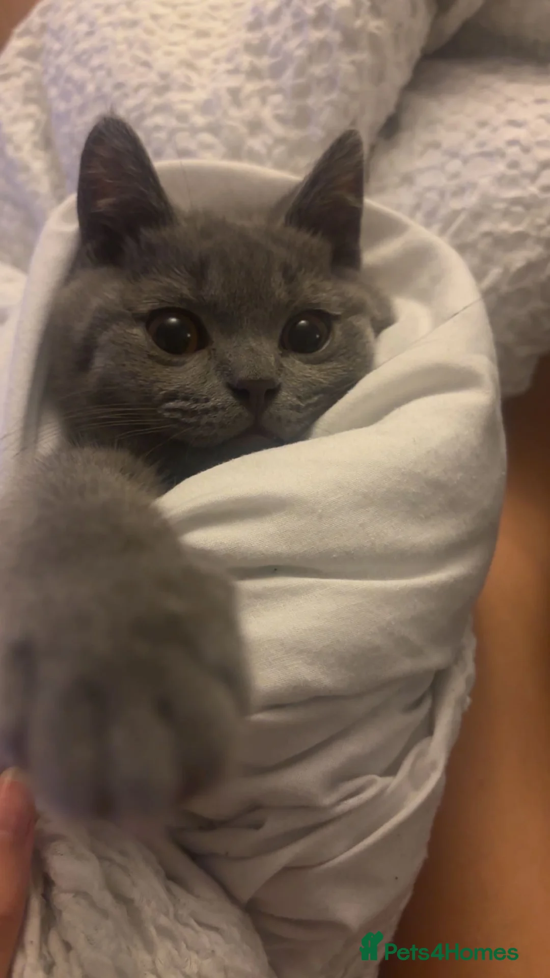 British Shorthair cats for sale: Ash is a British ShortHair - Advert 5