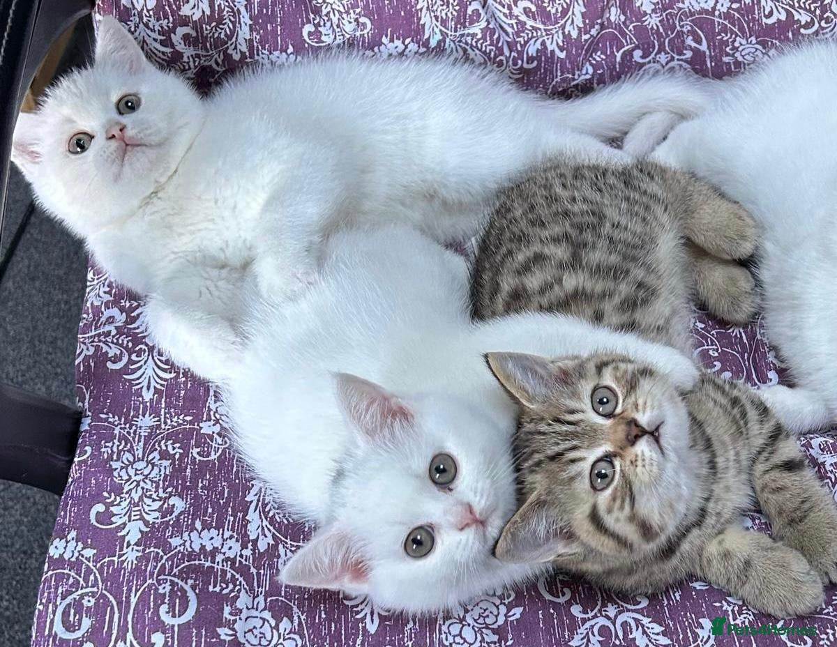 British Shorthair cats British shorthair kittens  - Advert 1