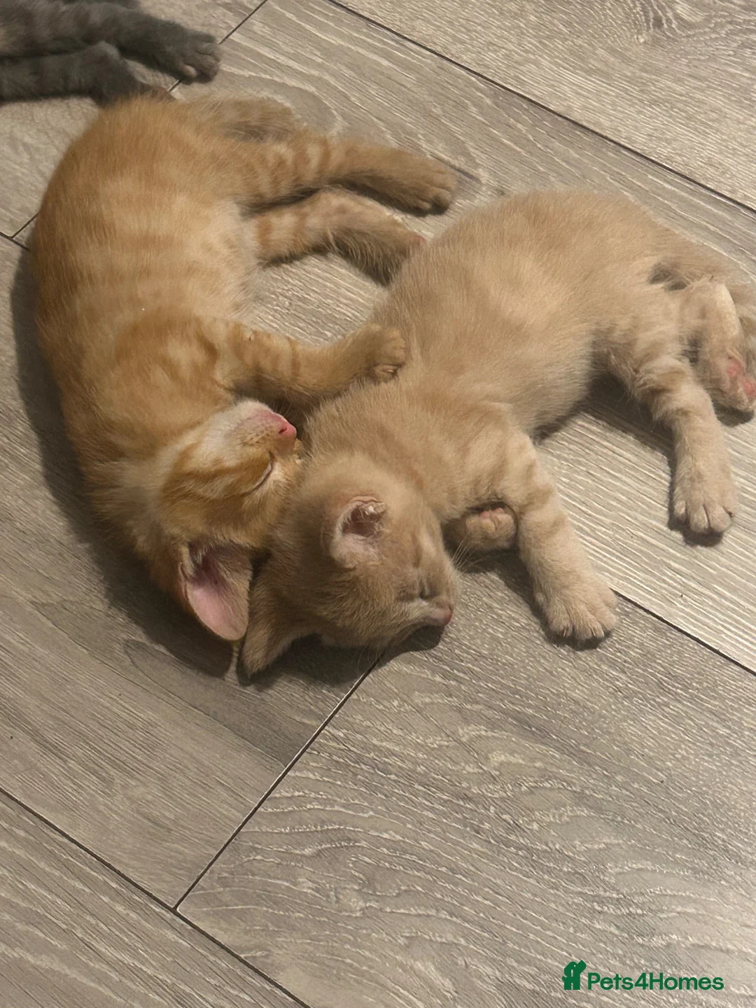 British Shorthair cats for sale: Stunning British short hair kittens - Advert 2