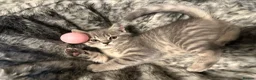 British Shorthair cats for sale: Adorable 2MonthOld Kittens Looking for LovingHomes - Advert 2