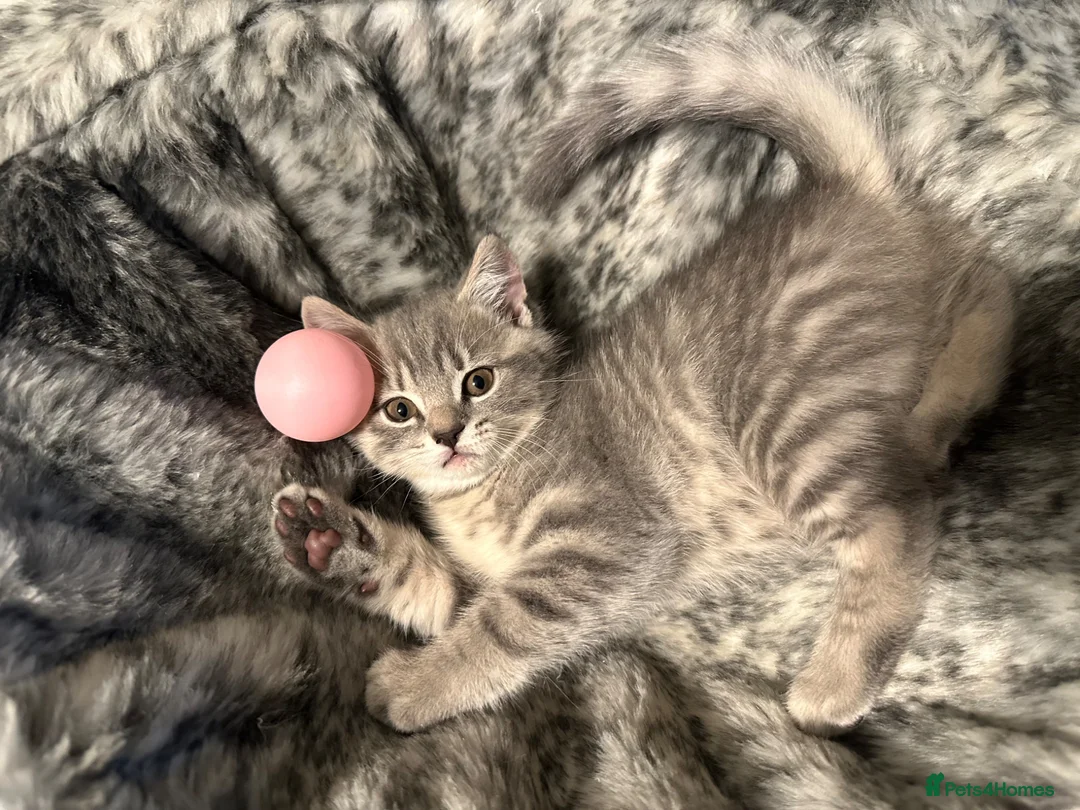 British Shorthair cats for sale: Adorable 2MonthOld Kittens Looking for LovingHomes - Advert 2