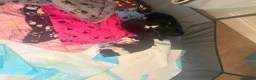 Chihuahua dogs for sale: Chihuahua puppies  in Dereham - Advert 27