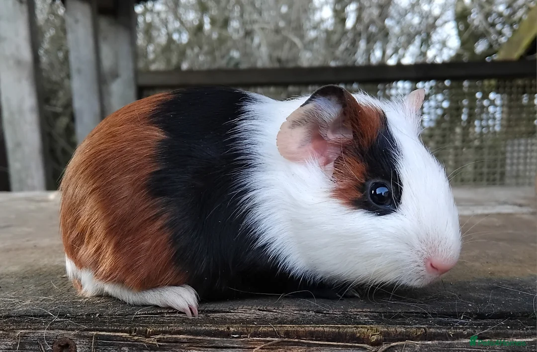 Guinea Pig rodents for sale: Slate and Tort and White baby boys. - Advert 10