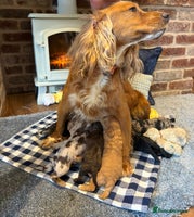 Cockapoo dogs - Advert 1