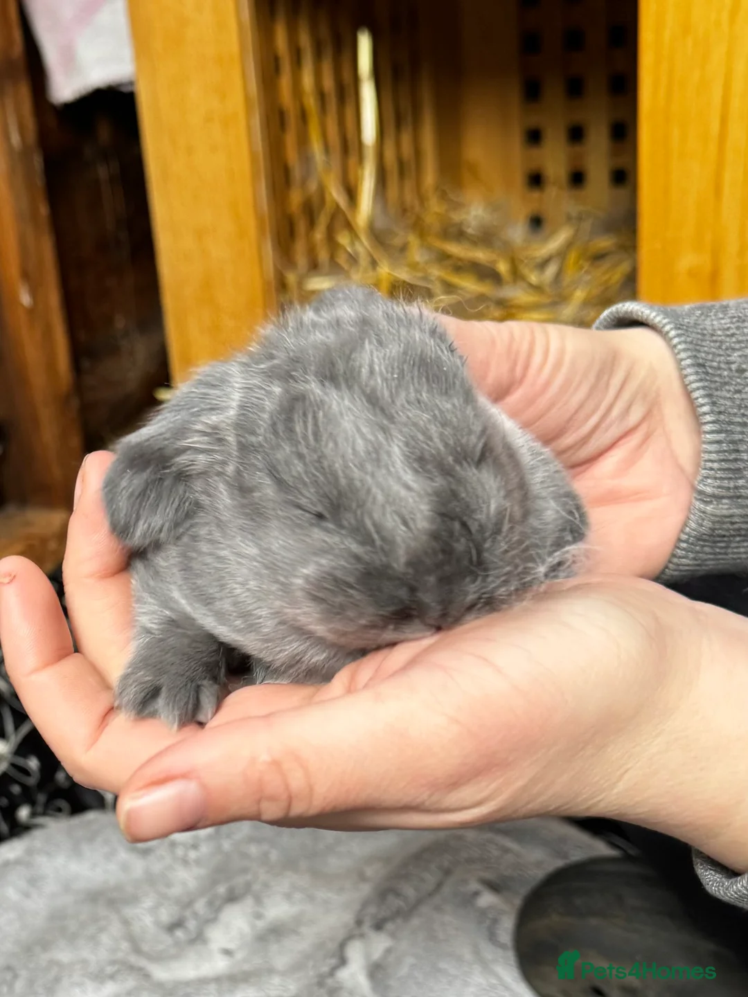 French Lop rabbits for sale: 🩷Pure bred French lop kits🩵 - Advert 16