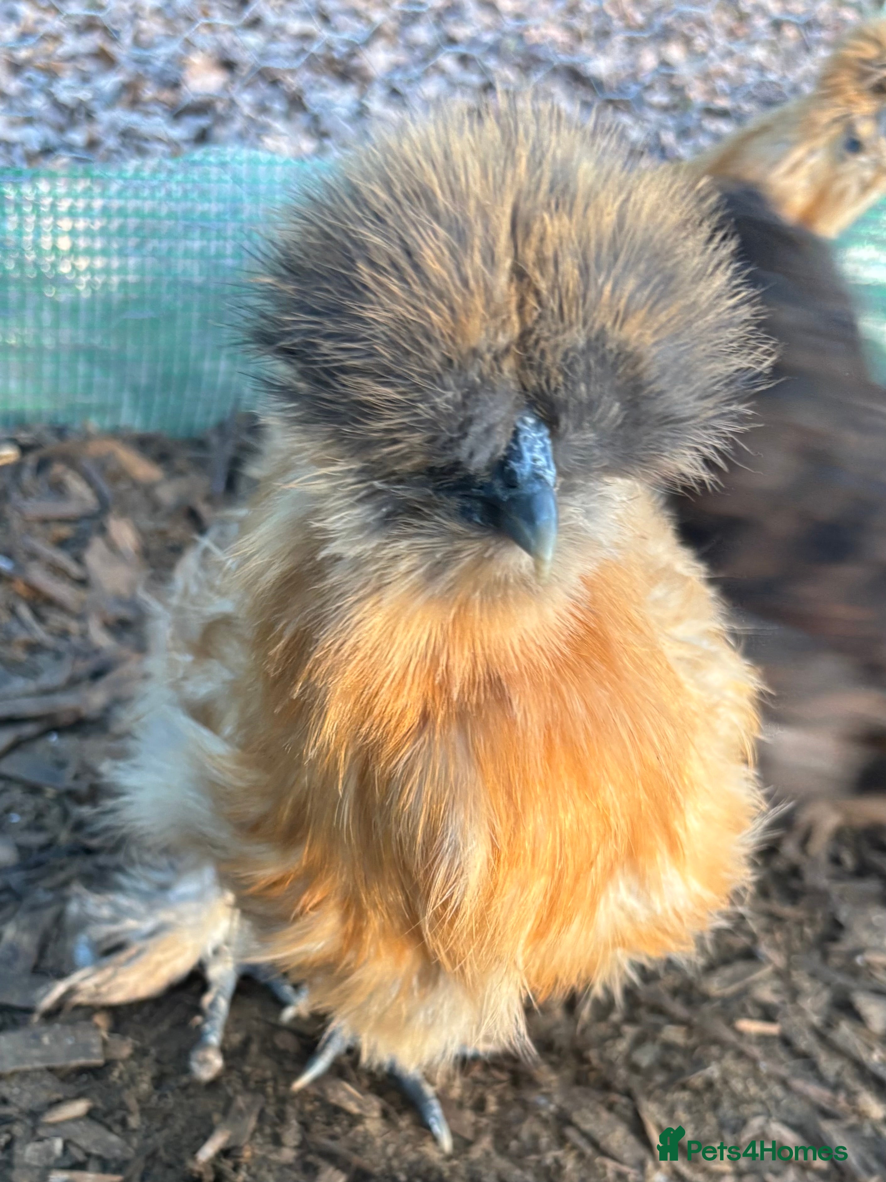 Chickens poultry Point of lay pekins, and silkies  - Advert 6