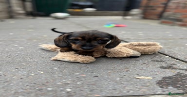 Dachshund dogs - Advert 14