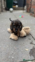 Dachshund dogs - Advert 2