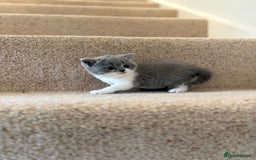 British Shorthair cats for sale: GCCF Bi-colour Blue and white BSH - Image 13
