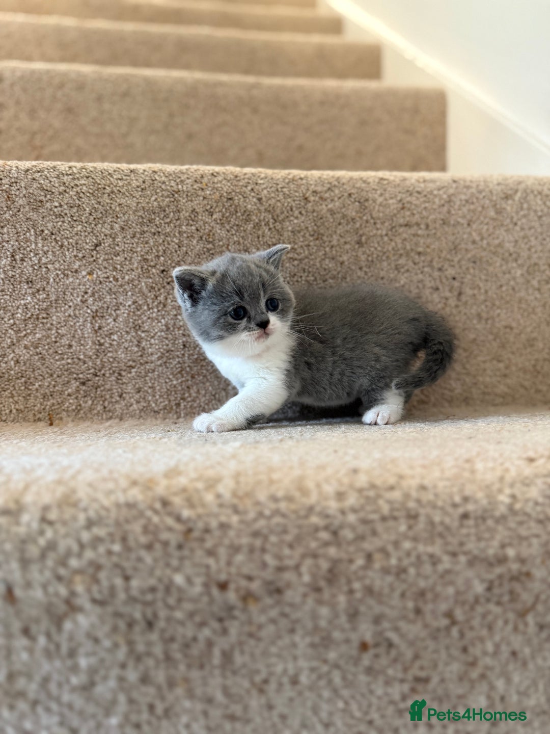 British Shorthair cats for sale: GCCF Bi-colour Blue and white BSH - Image 13