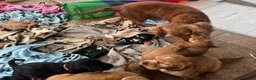 Cocker Spaniel dogs for sale: Stunning show type cocker spaniel puppies  - Advert 5