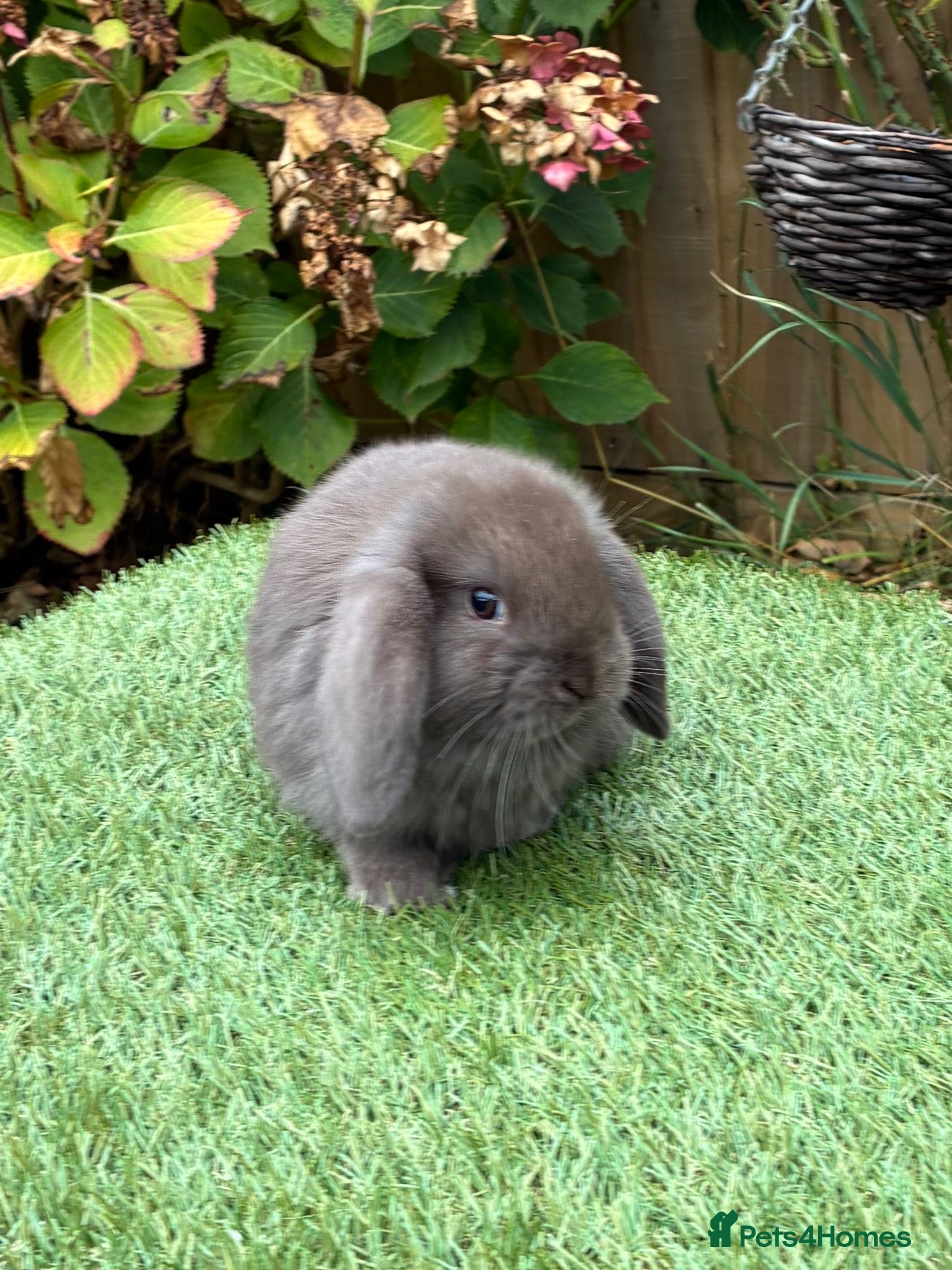 Mini Lop rabbits Pure bred mini lops 1 chocolate boy available. - Advert 1
