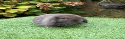 Mini Lop rabbits for sale: Pure bred mini lops .  - Advert 6