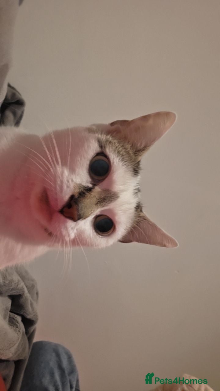Mixed Breed cats Snowy - Advert 1