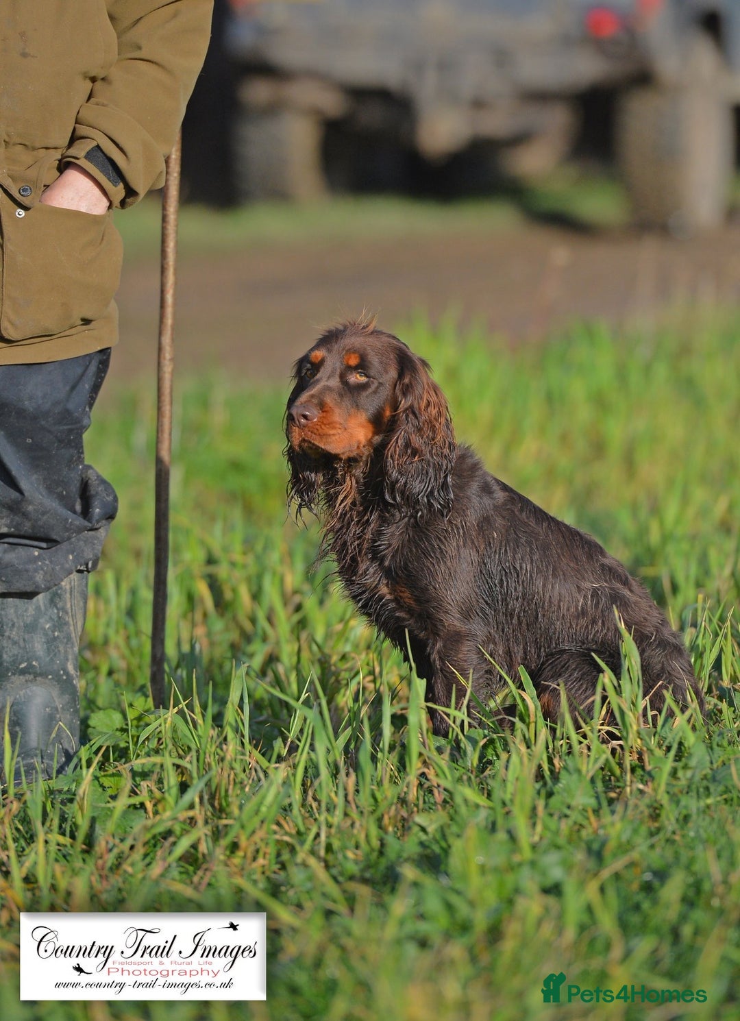 Cocker Spaniel dogs for sale: Working Cocker Spaniels  - Image 22