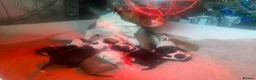 Mixed Breed dogs for stud: stud ready beautiful American bulldog cross staff in Fleetwood - Advert 5