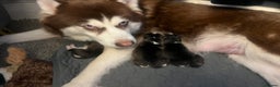 Pomsky dogs for sale: One stunning girl pomsky pup left - ready 24/12 - Advert 22